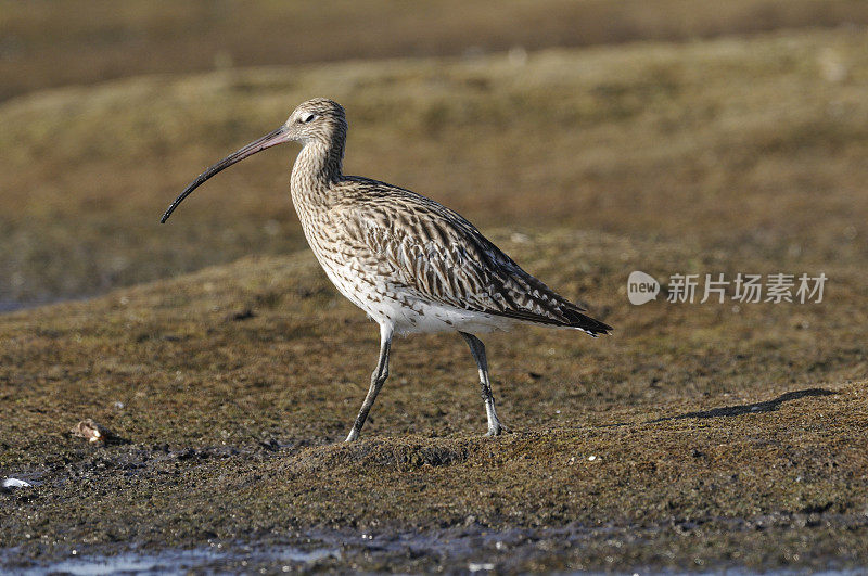 欧亚鹬 (Numenius arquata)